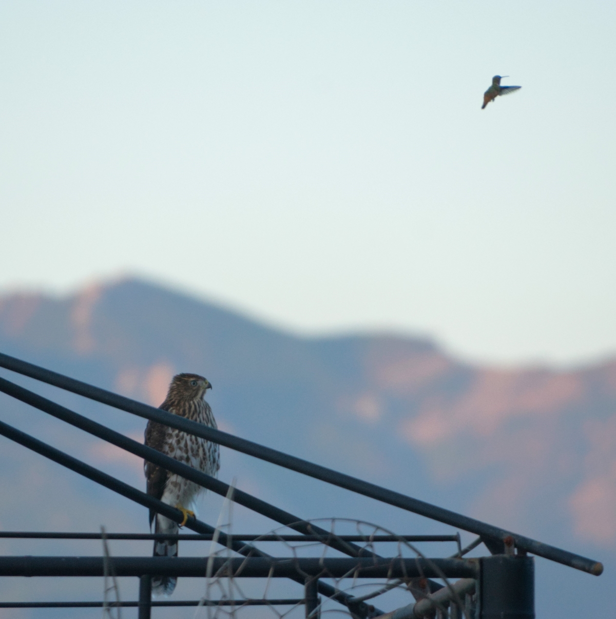A hawk on its perch and a hummingbird in flight